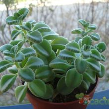 Plectranthus socotranus